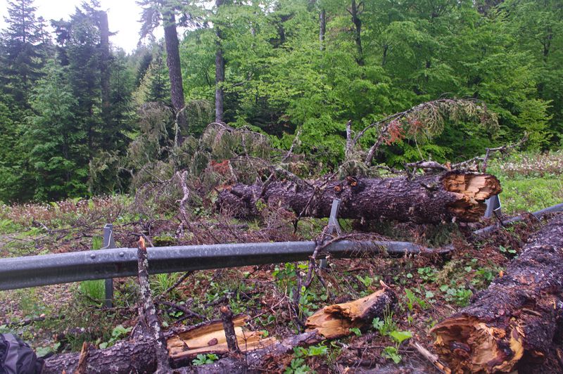 упавшее дерево по дороге на Гузерипль