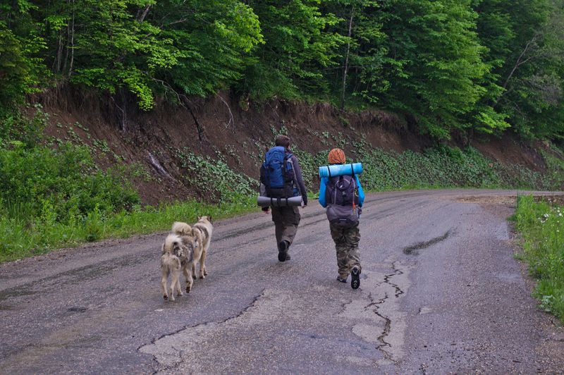 собаки по дороге на Гузерипль