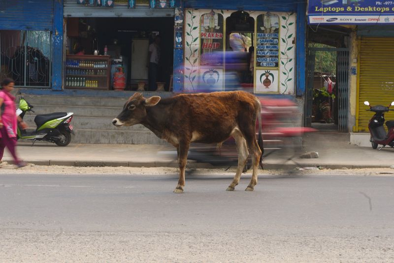 непальская корова посреди дороги